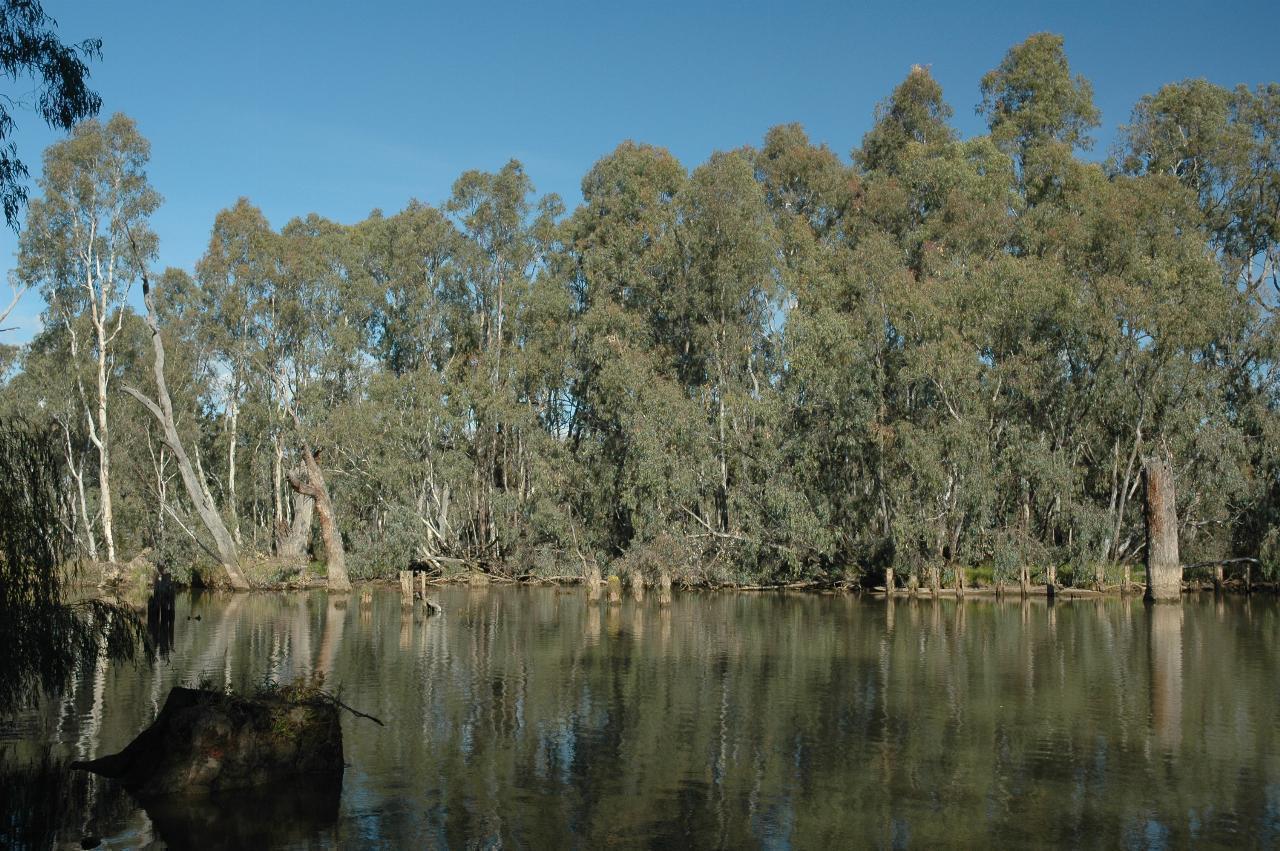 River with wooden piers, eucalypts on the far bank