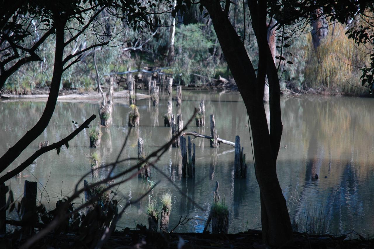 River with wooden piers, eucalypts on the far bank