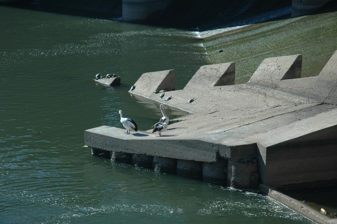 Concrete apron at base of wall, with turtles and pelicans