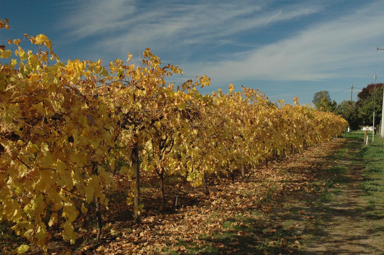 Row of grape vines, with yellowing leaves and blue sky with light clouds