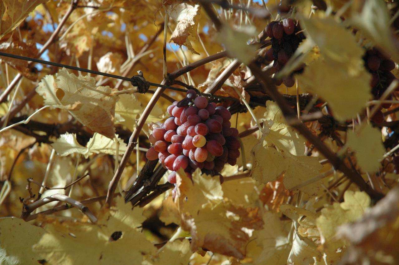 Bunch of ripe, red grapes in amongst the yellowing leaves