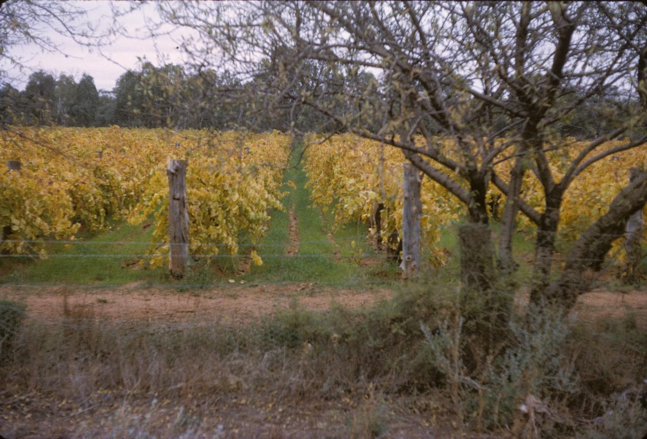Looking along rows of grape vines, with yellowing leaves