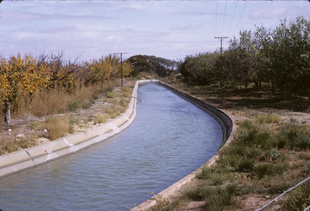 Cement lined irrigation canal running betweens trees with yellow leaves