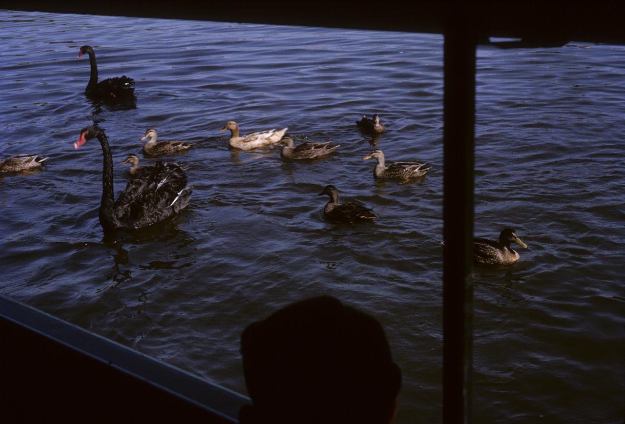 Black swans and ducks on water adjacent to boat