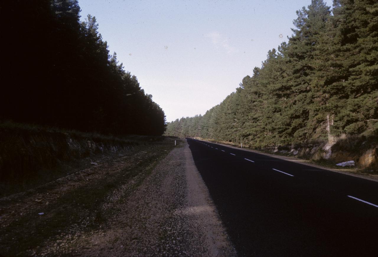 Newly surfaced road through mature pine forest