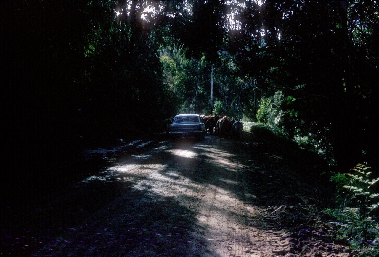 Car on dark, dirt road held up by cattle