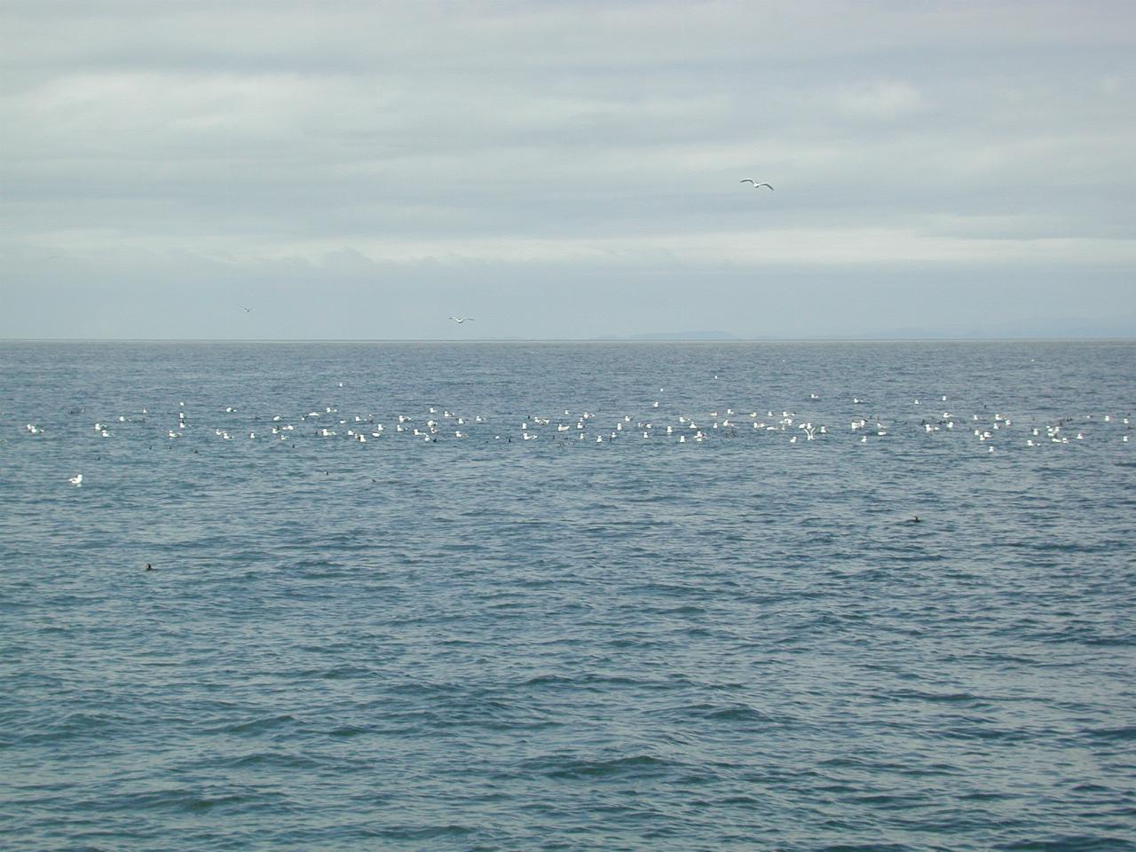 Seagulls at sea - perhaps a run of salmon are nearby