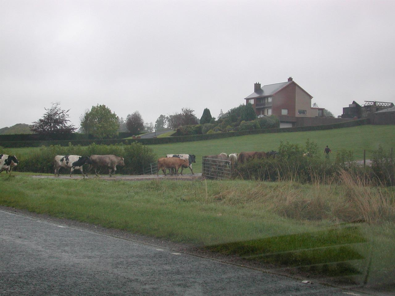Near Fivemiletown, Northern Ireland: traffic stopped for cow crossing