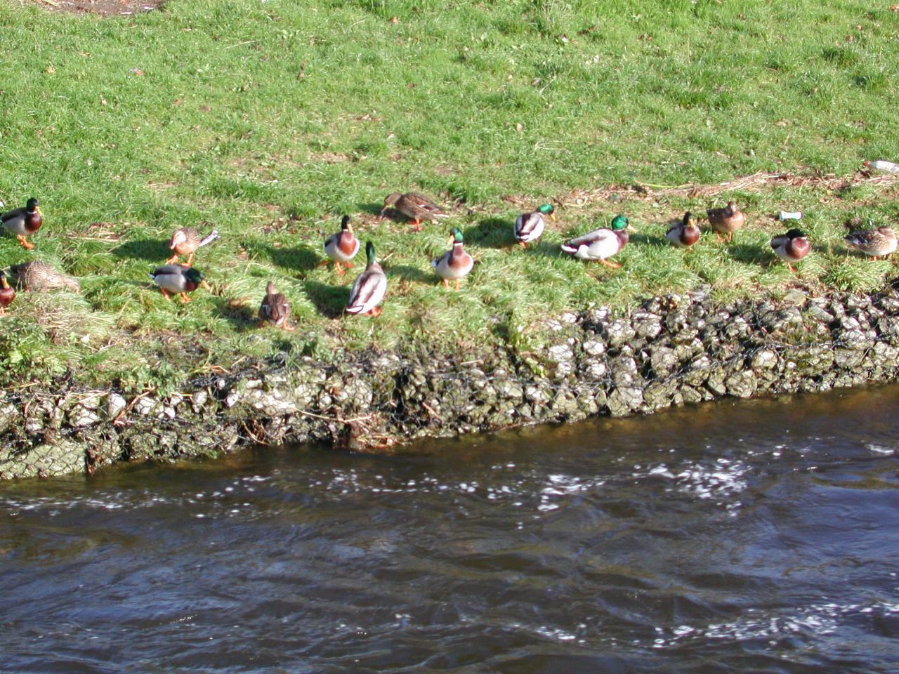 Bandon River & ducks