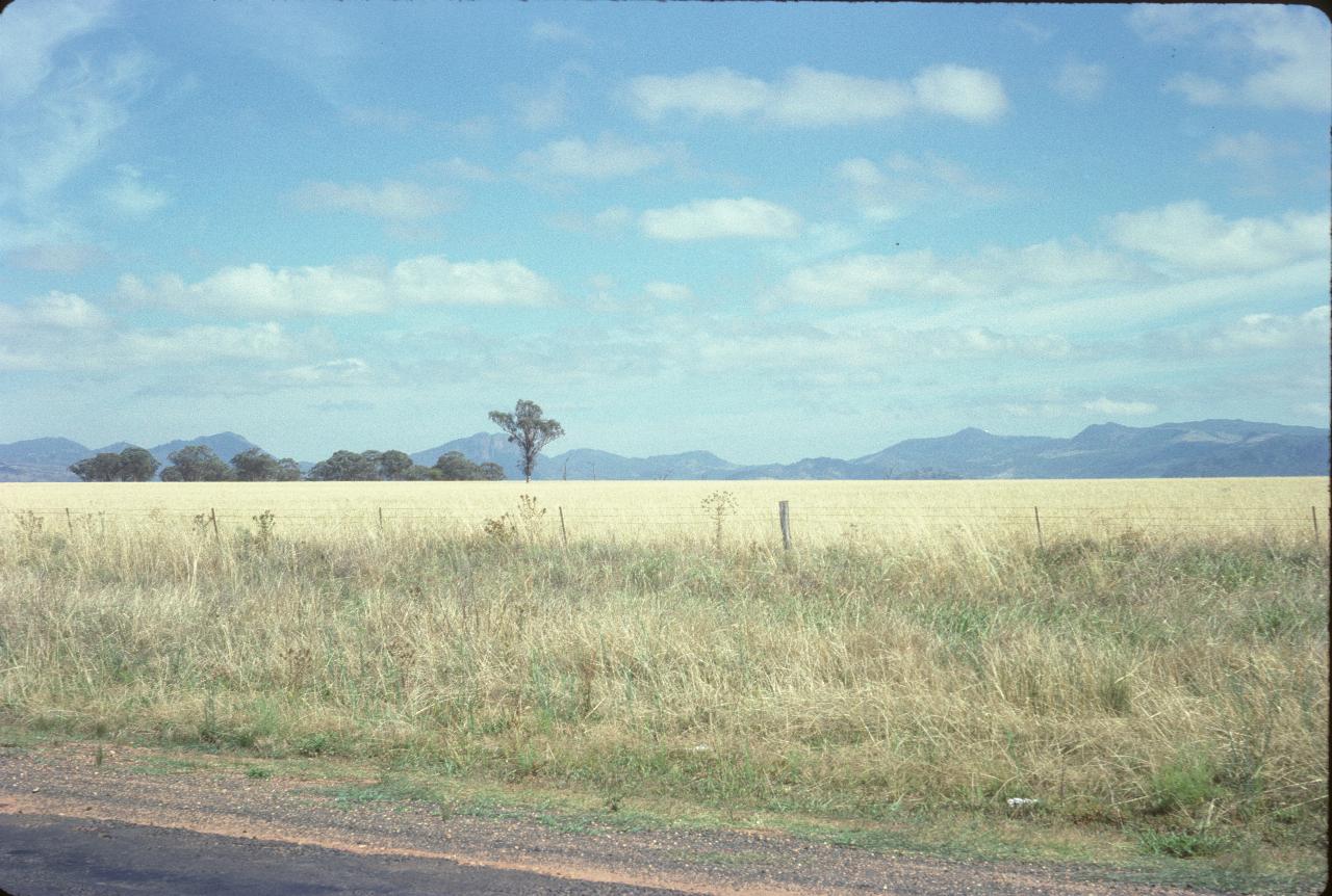 View across wheat field to clump of trees and distant mountains