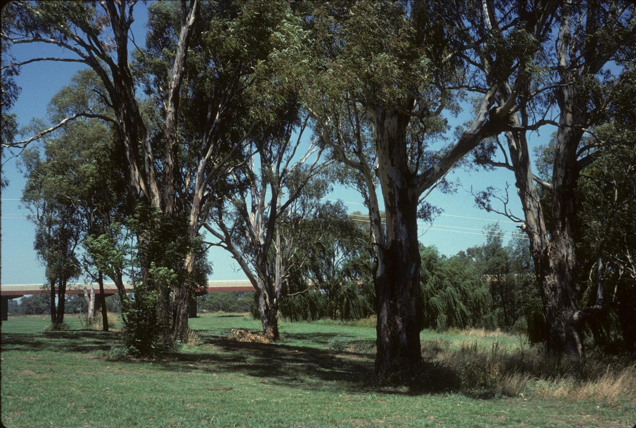 Grassland, with a few trees and long concrete bridge behind