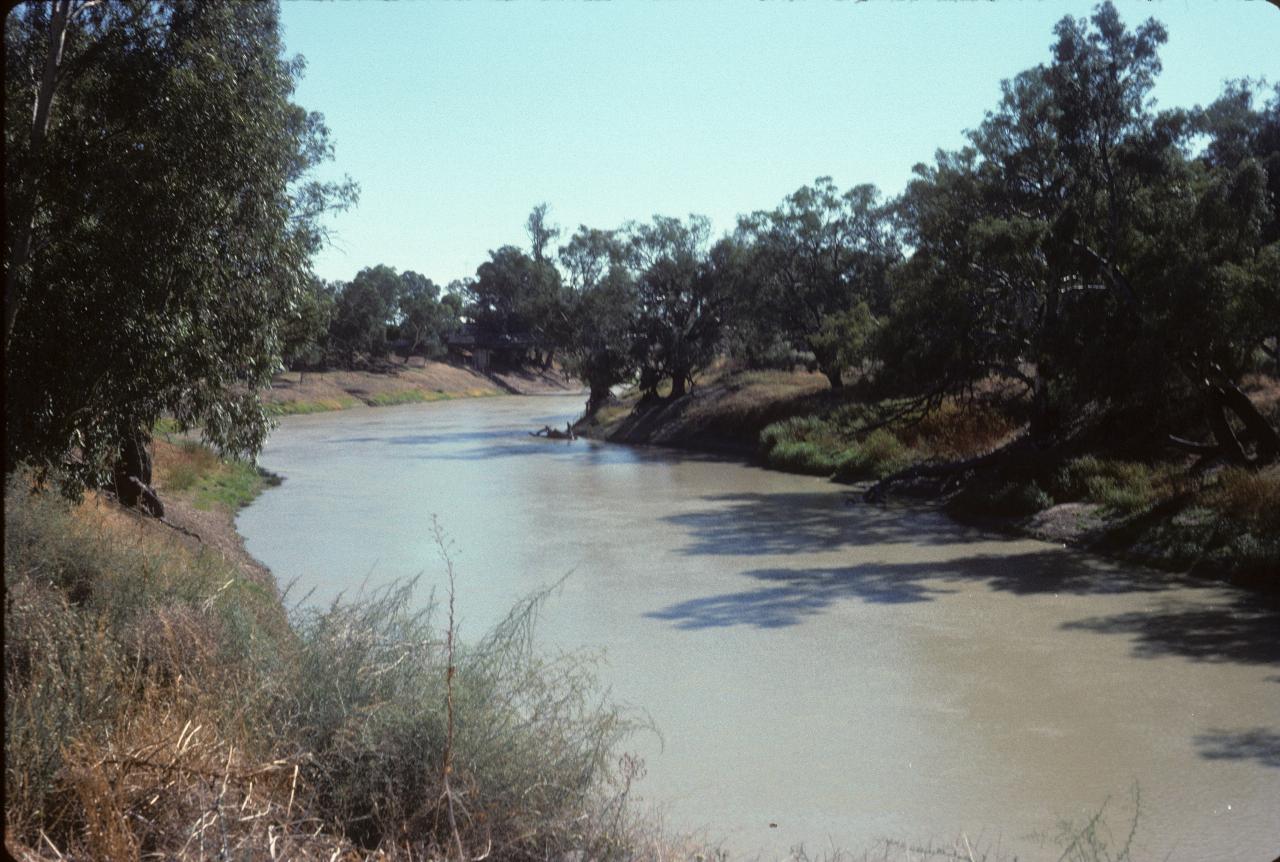 Brown coloured river with scattered trees along the banks