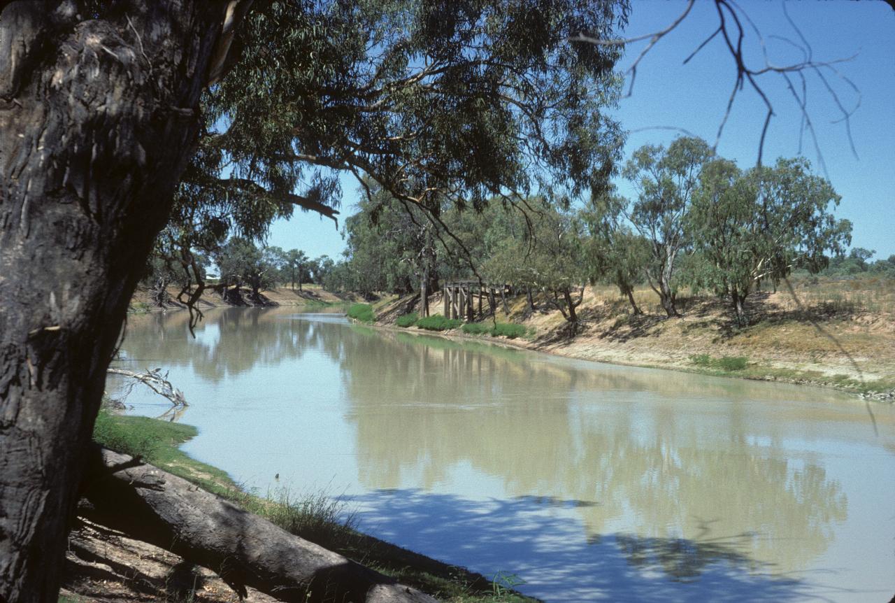 Tan river between gentle banks, eucalyptus trees on banks