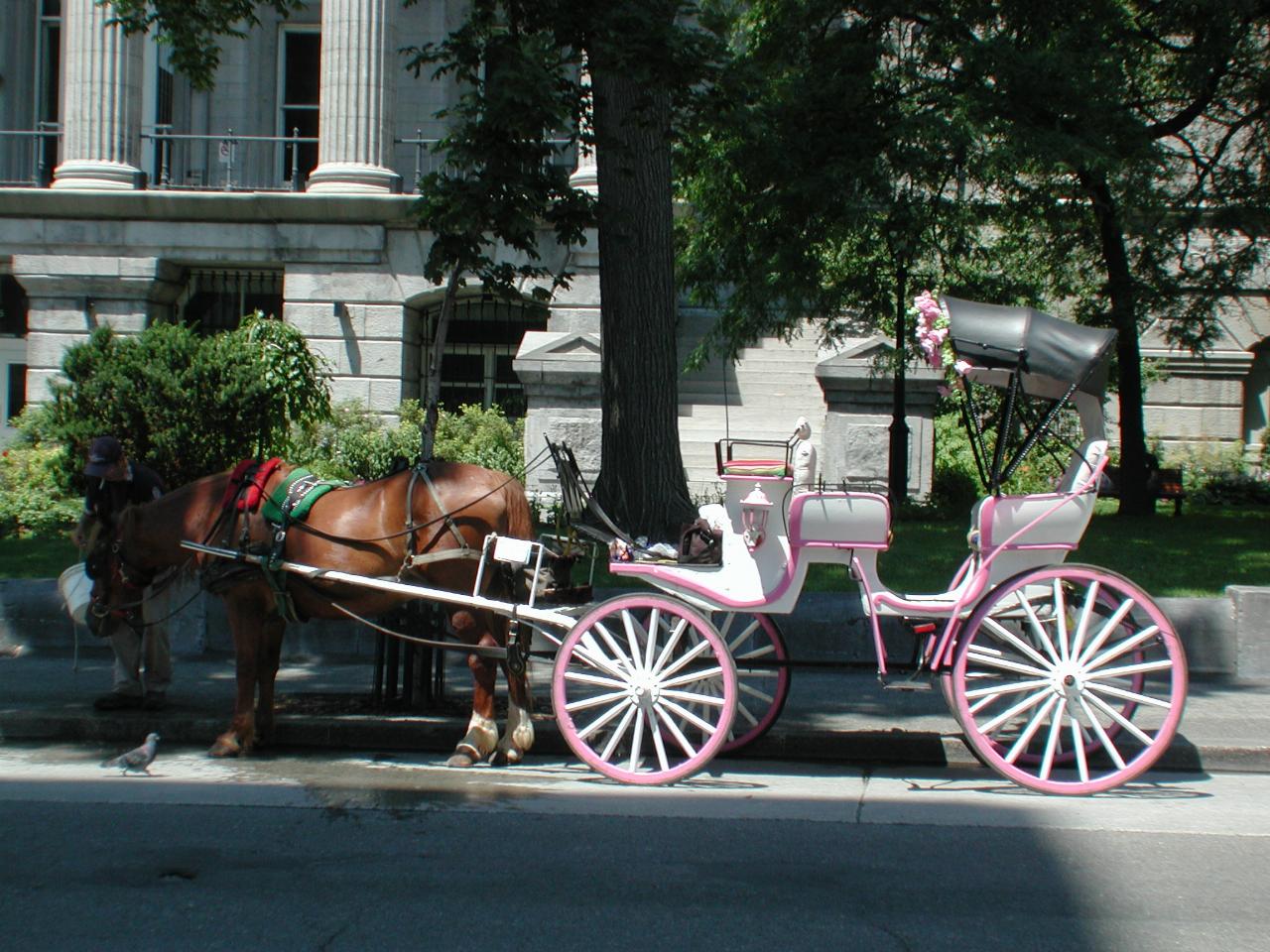 More horse drwan tours in front of Montreal City Hall