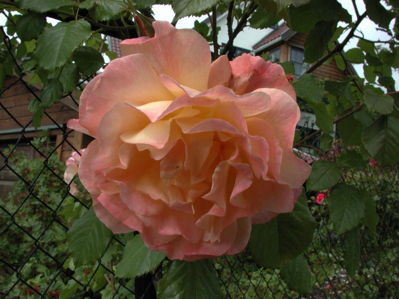 KPLU Viking Jazz: One of the beautiful roses in Molde - people used to trade cuttings to spread them around