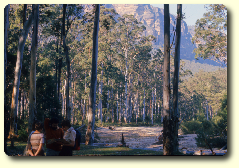 A bush walk in bluegum forest in 1977