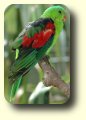 red and green parrot