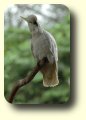 sulphur crested cockatoo