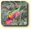 red, green and yellow parrot