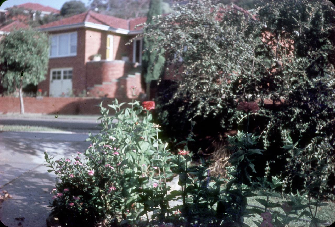 View over red dahlia toward house across street