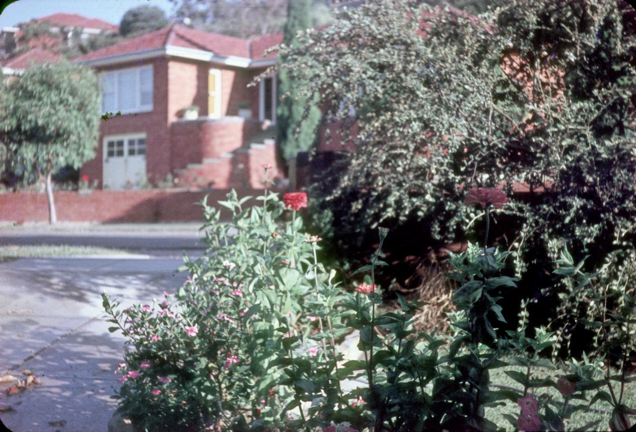 View over red dahlia toward house across street