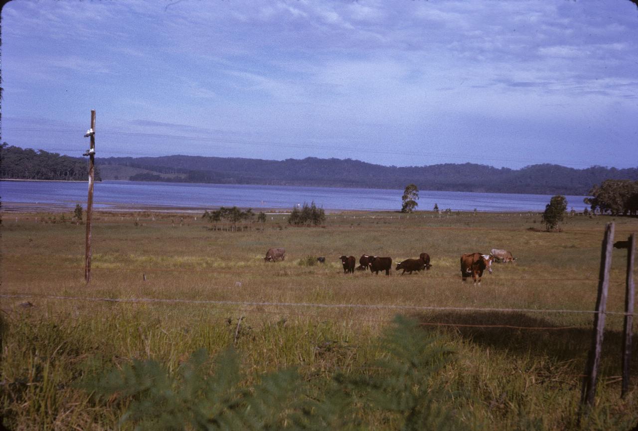 Dairy cows in long grass, lake in the distance and hills beyond