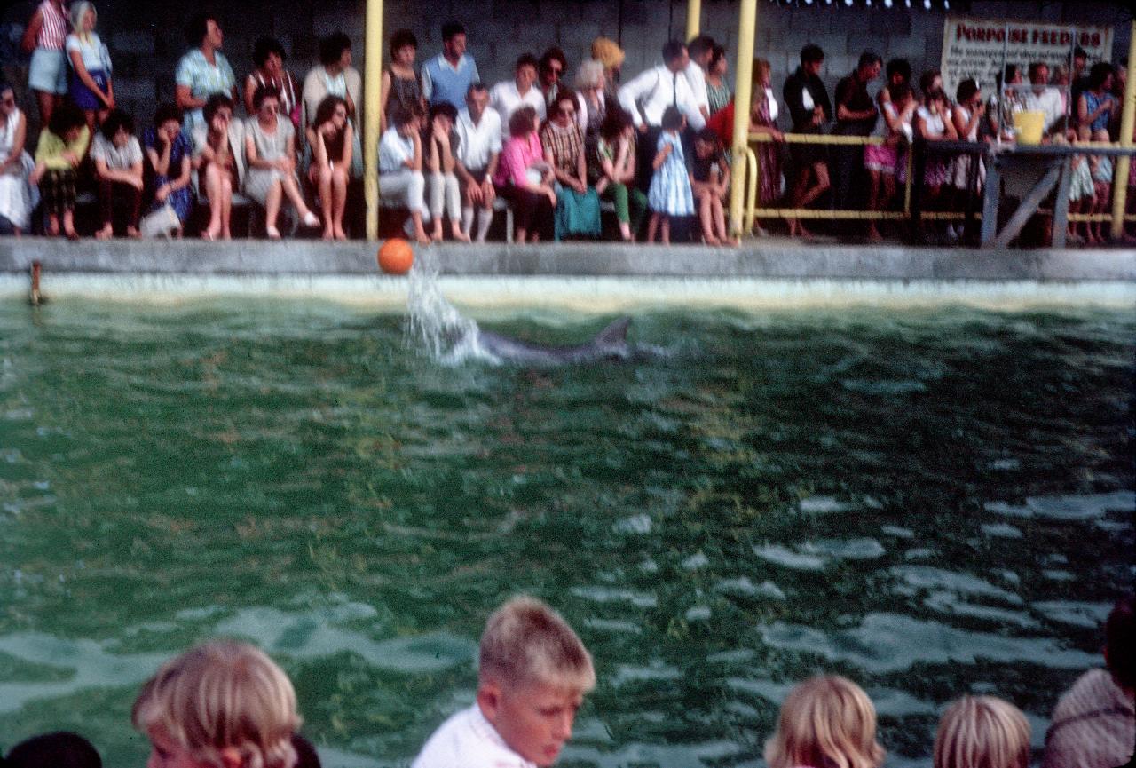 Porpoise moving ball around pool