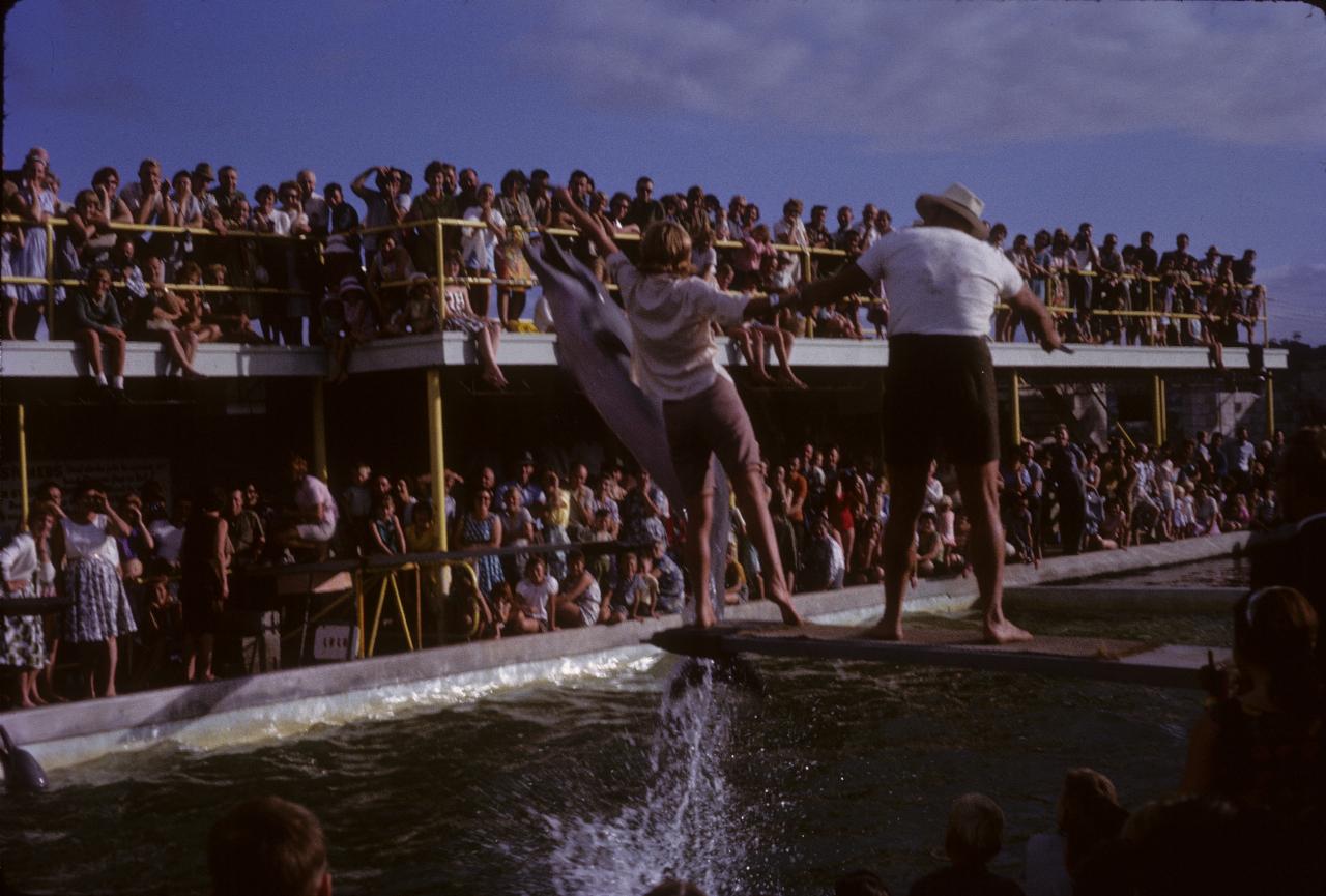 Dolphin jumping up to grab fish from volunteer on plank