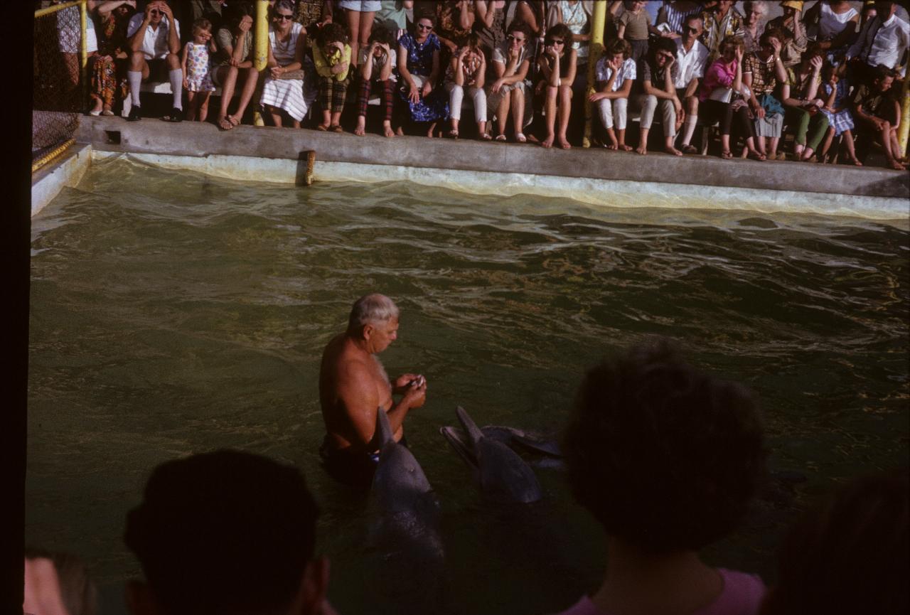 Man in pool with 3 dolphins waiting for him to feed them