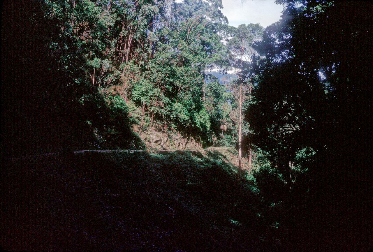 Narrow road cut into side of hill among trees