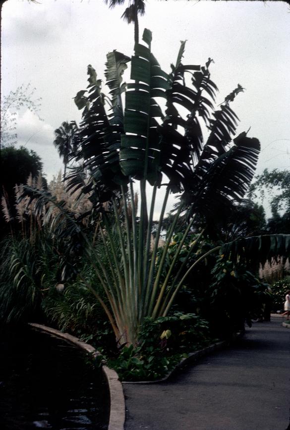 Plant with long stems with single large leaf