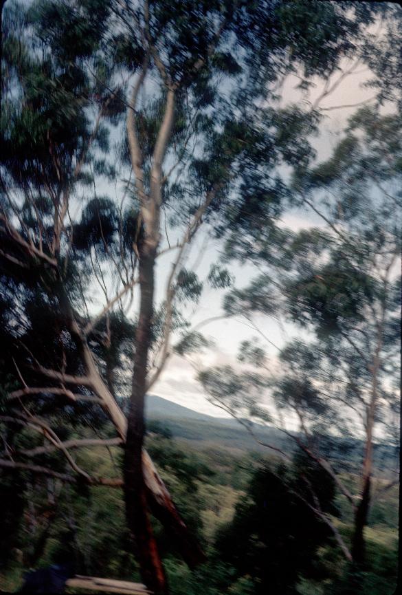 Tree falling down during logging