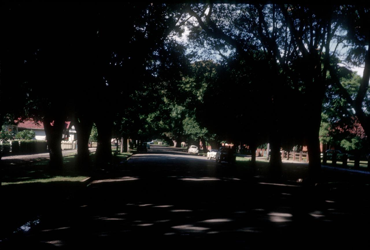 Neat street with trees growing across to form a canopy