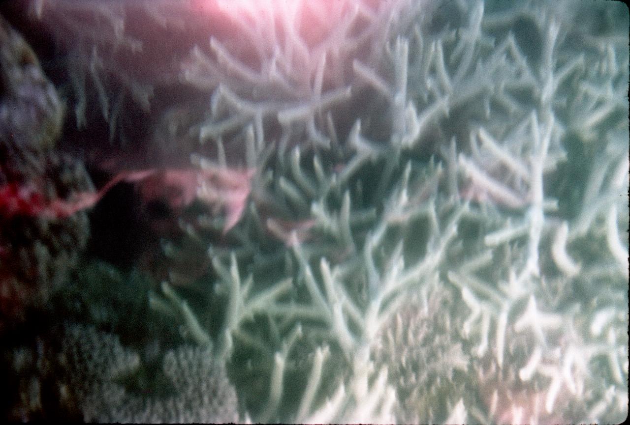 View through glass bottom boat at Green Island