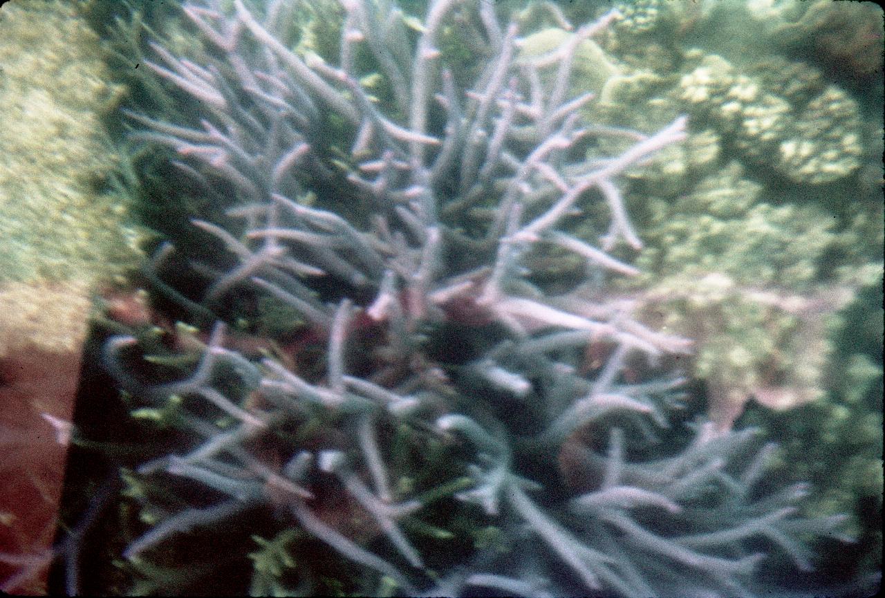 View through glass bottom boat at Green Island