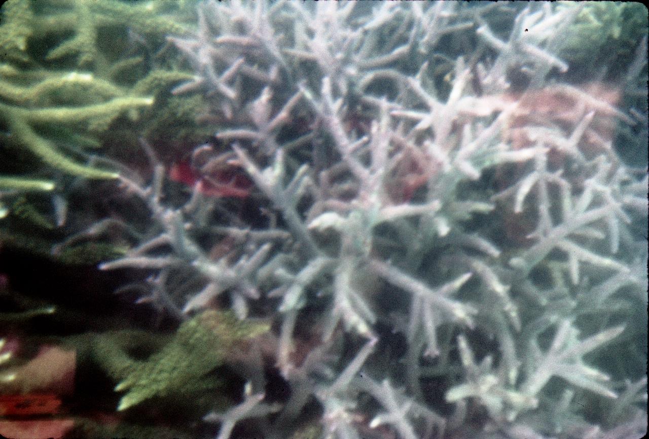 View through glass bottom boat at Green Island