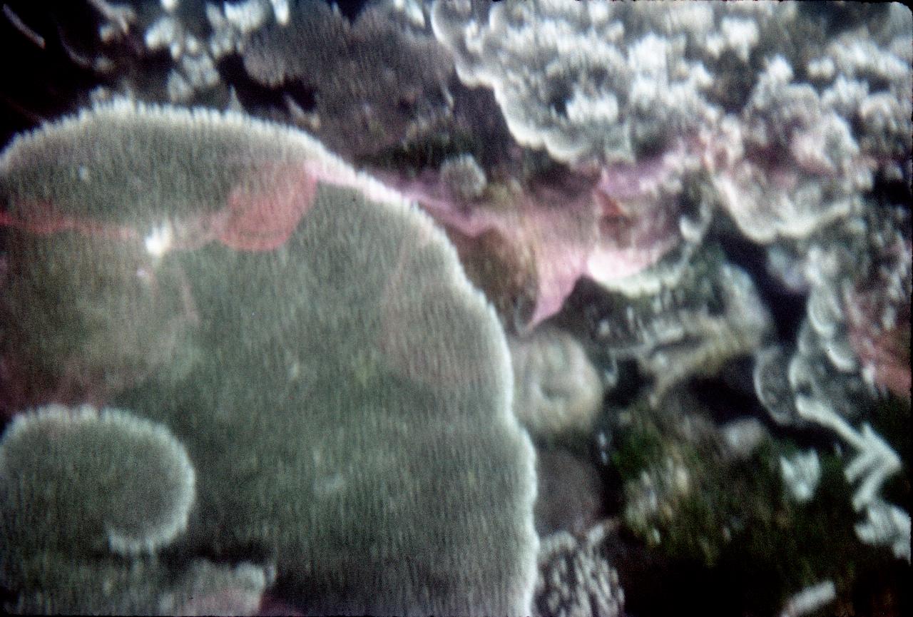 View through glass bottom boat at Green Island