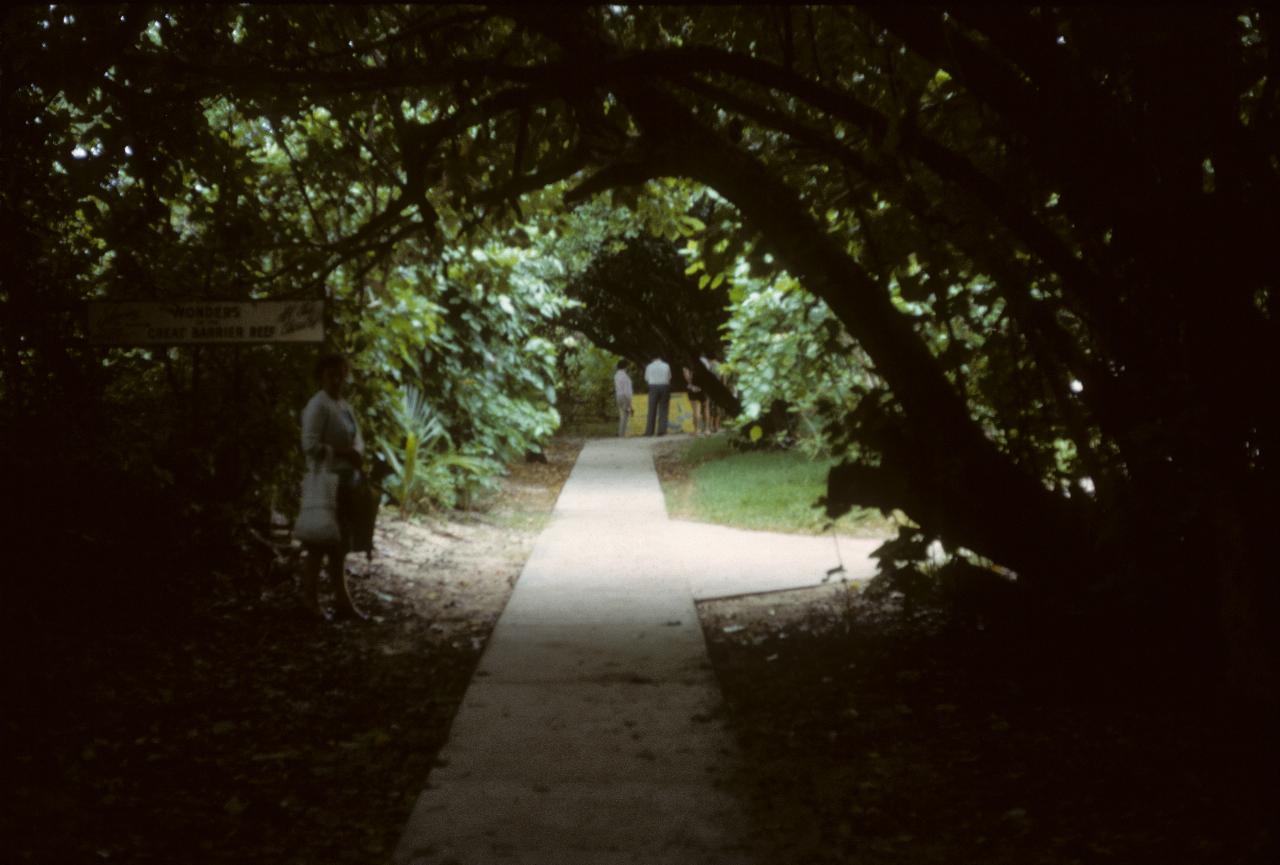 Lush vegetation forming canopy over pathway