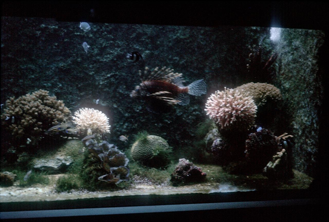 Fish tanks on Green Island