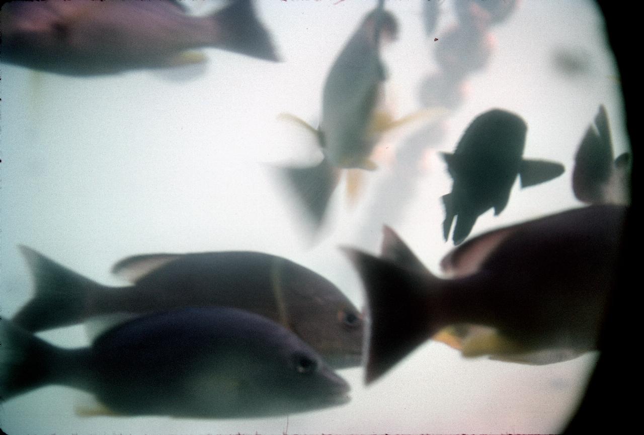 Fish swimming past underwater viewing room