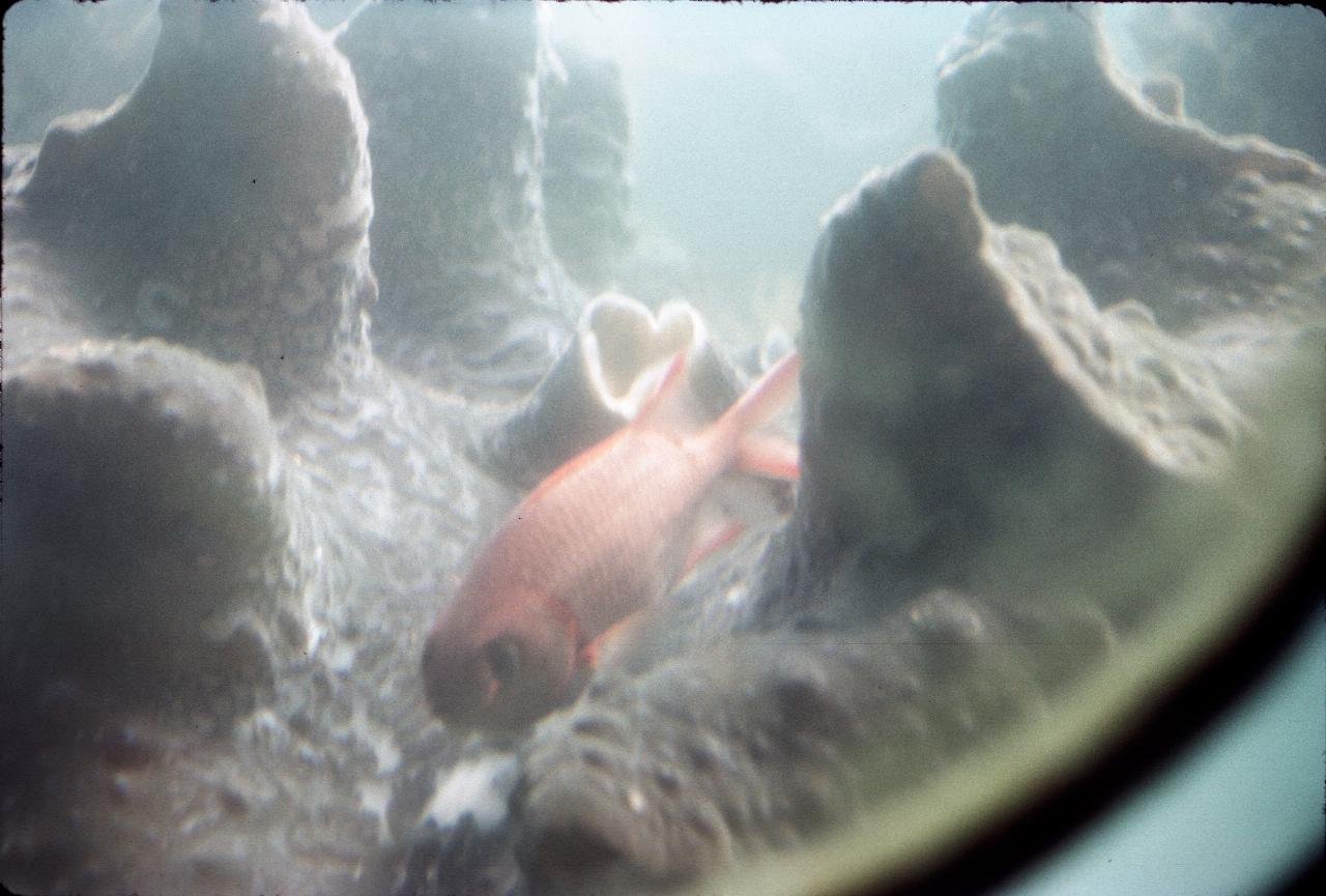 Fish swimming past underwater viewing room