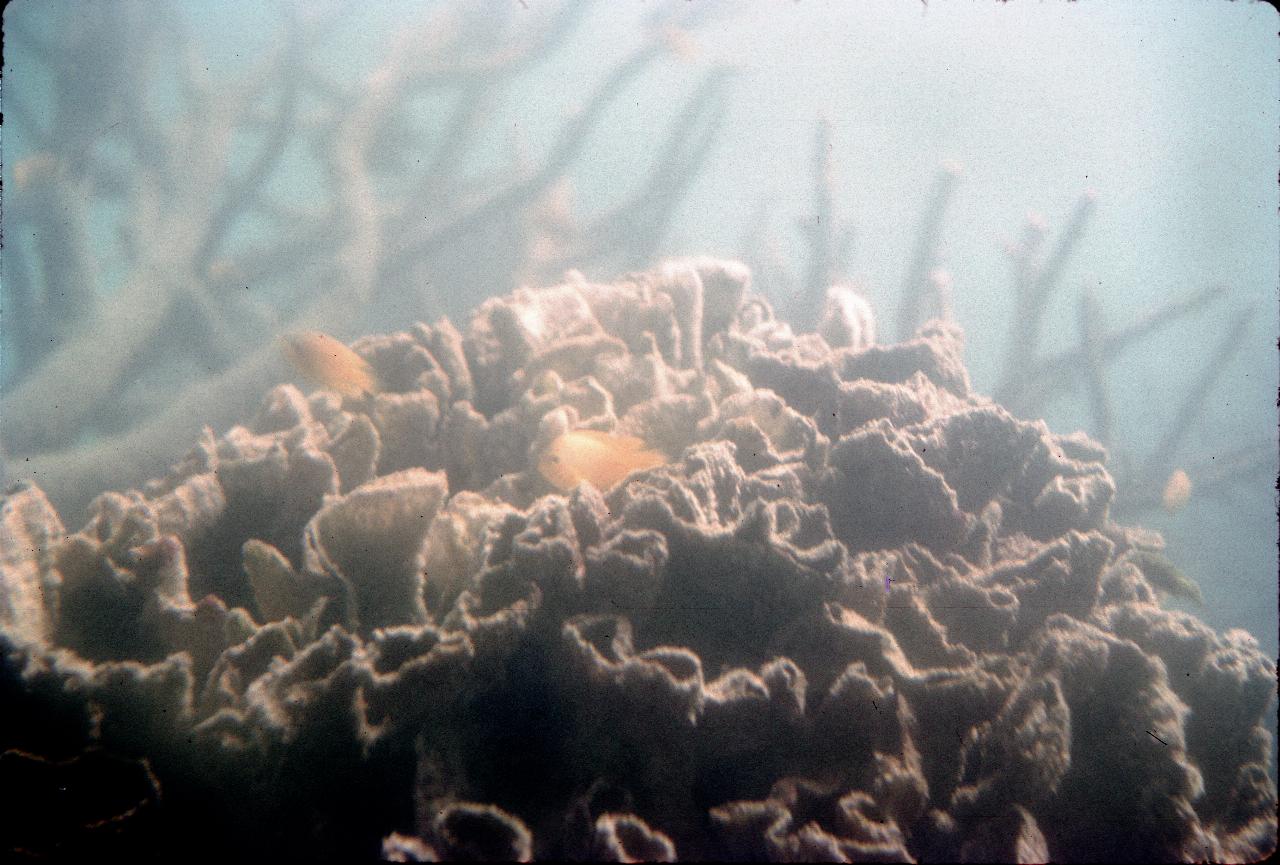 Fish swimming past underwater viewing room