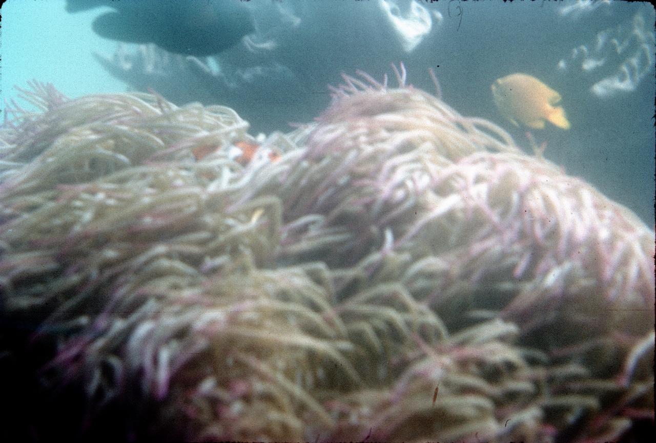 Fish swimming past underwater viewing room