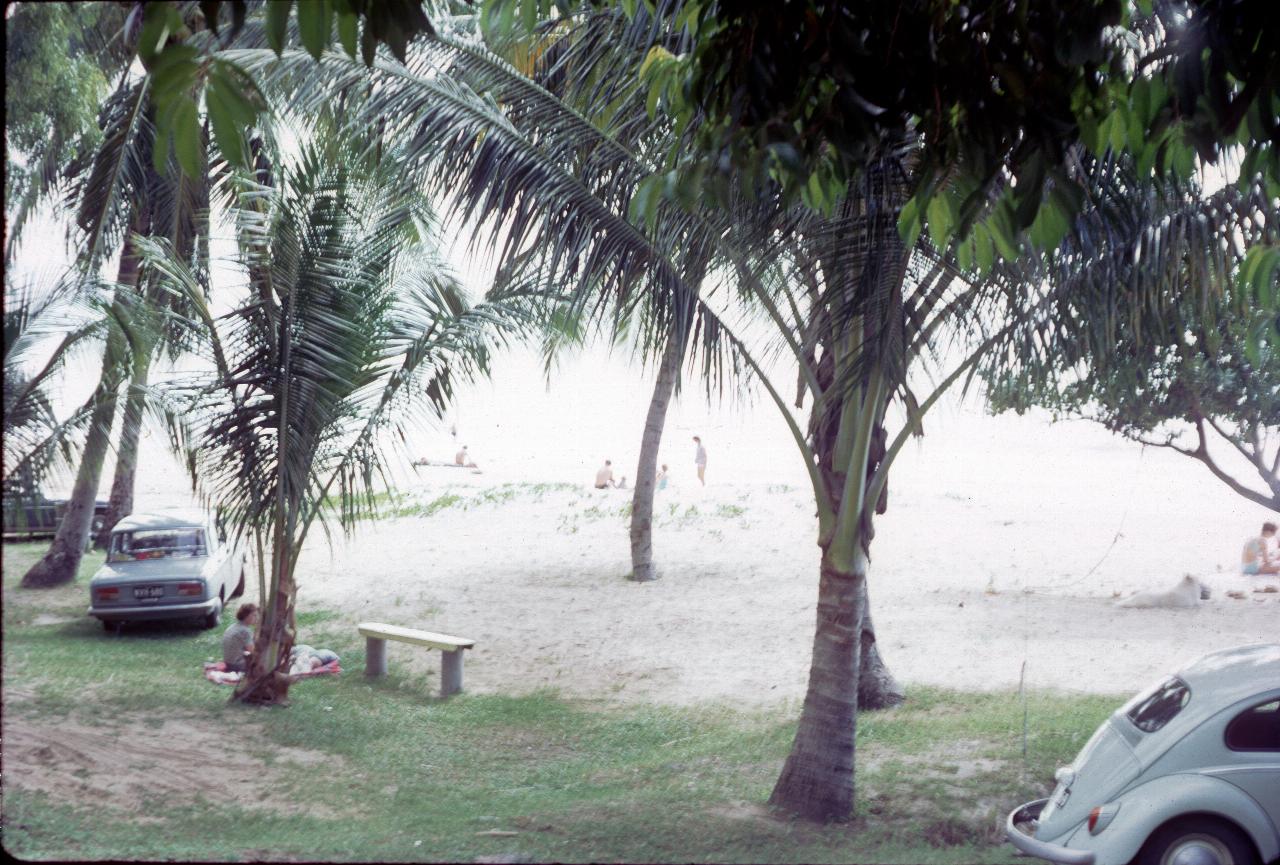  Cars parked under palm trees along beach