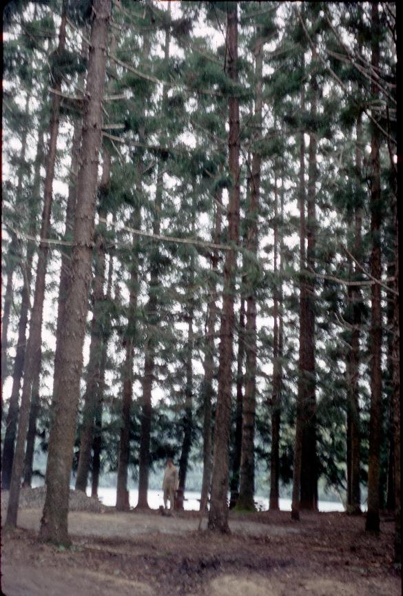 Man standing in low density forest, dwarfed by trees