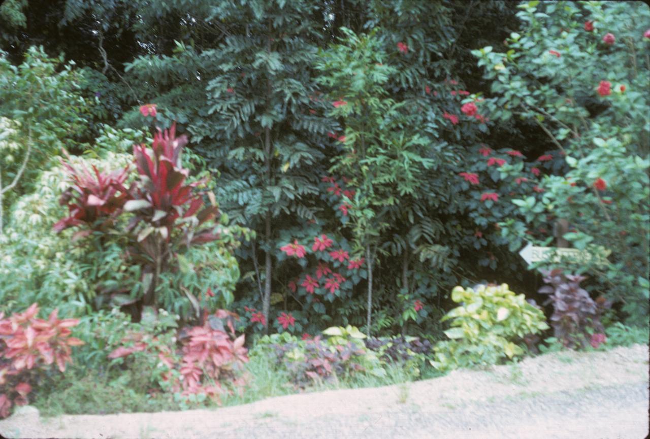 Lush, dense vegetation