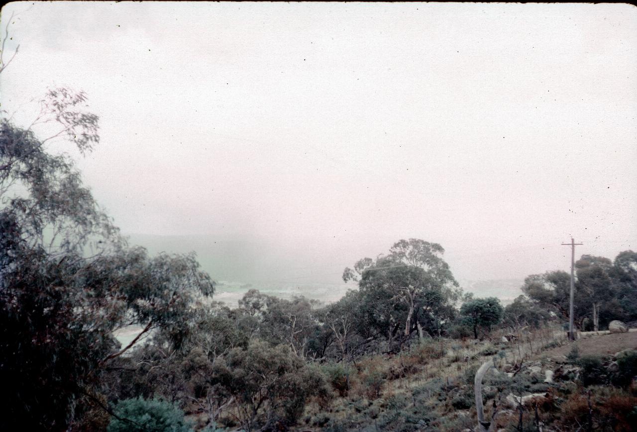 Bush scene mostly obscured by low clouds