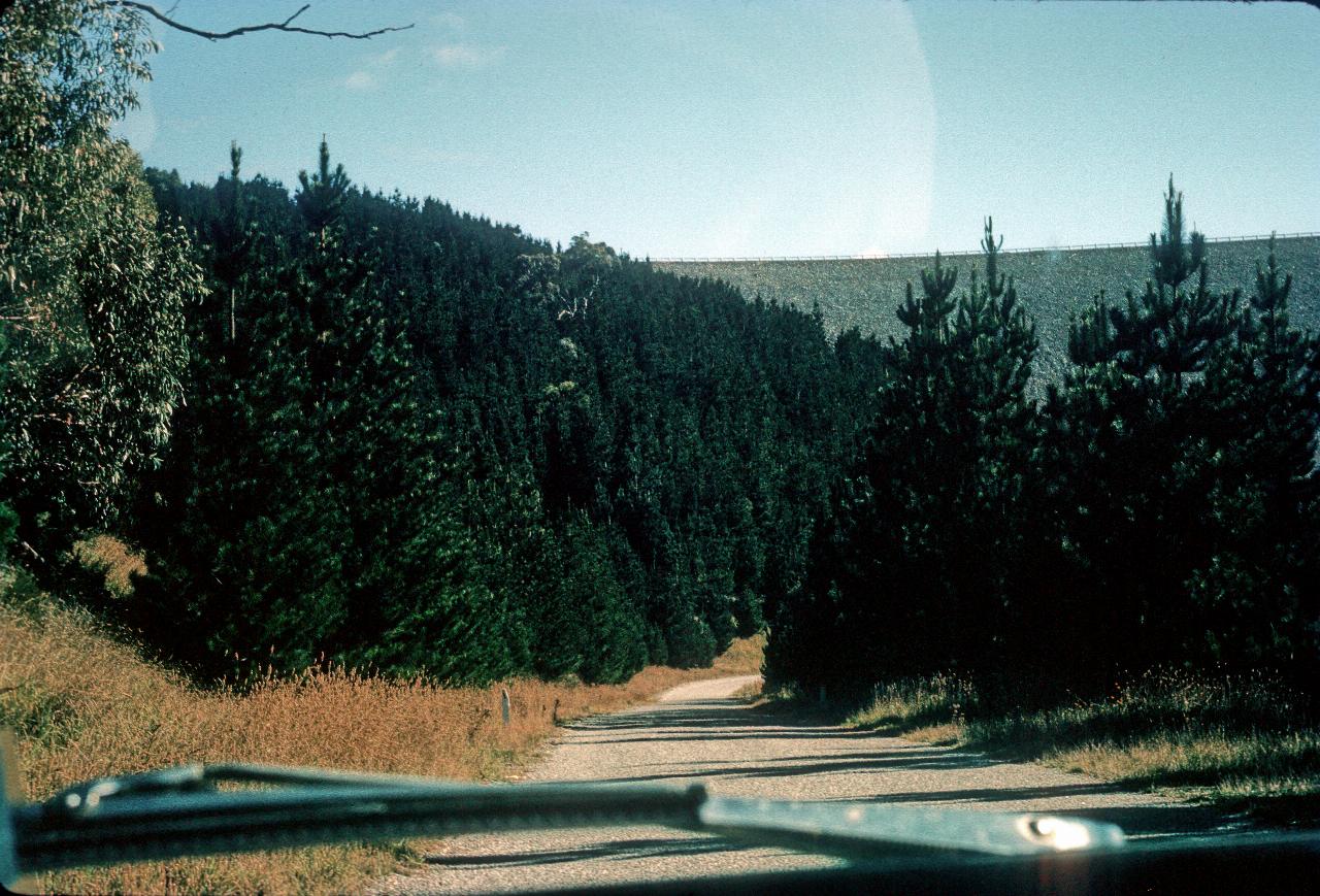 Pine trees along road leading to bottom of earth fill dam wall in background