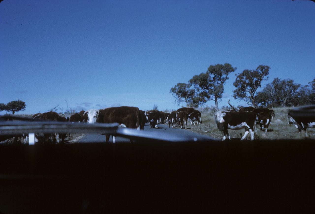 Cattle on the road, viewed through car windscreen