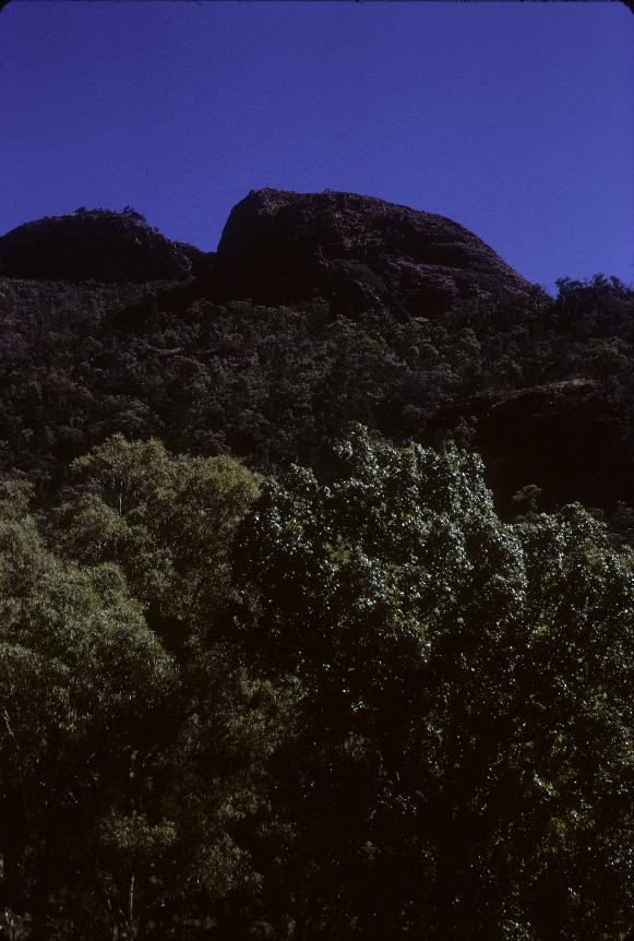 Trees in foreground leading to volcanic plug on top of hill